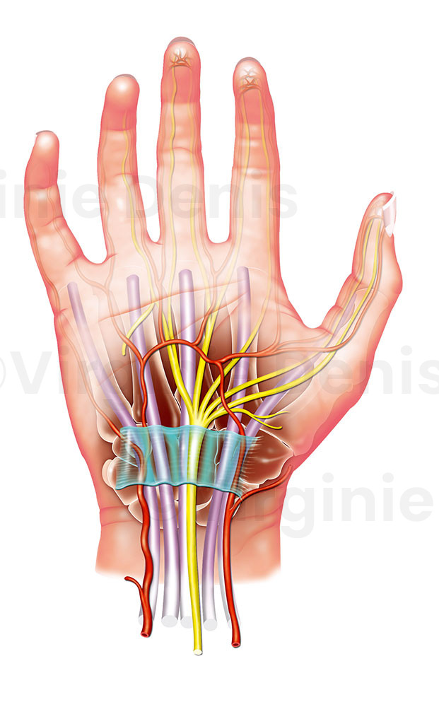 -Illustration médicale : canal Carpien, anatomie de la main