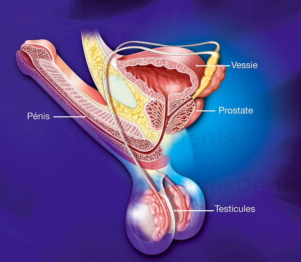 Illustration anatomique : anatomie de l'appareil uro-génital masculin