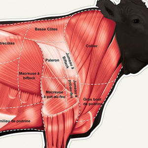 Anatomie de la vache