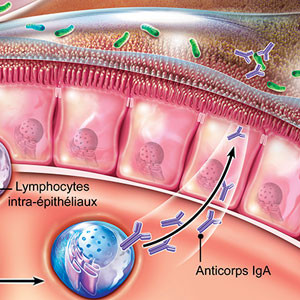 Physiopathologie du SII