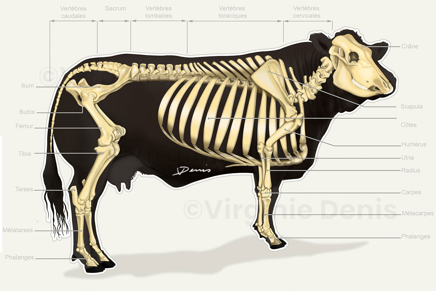 Illustration scientifique vétérinaire : squelette de la vache