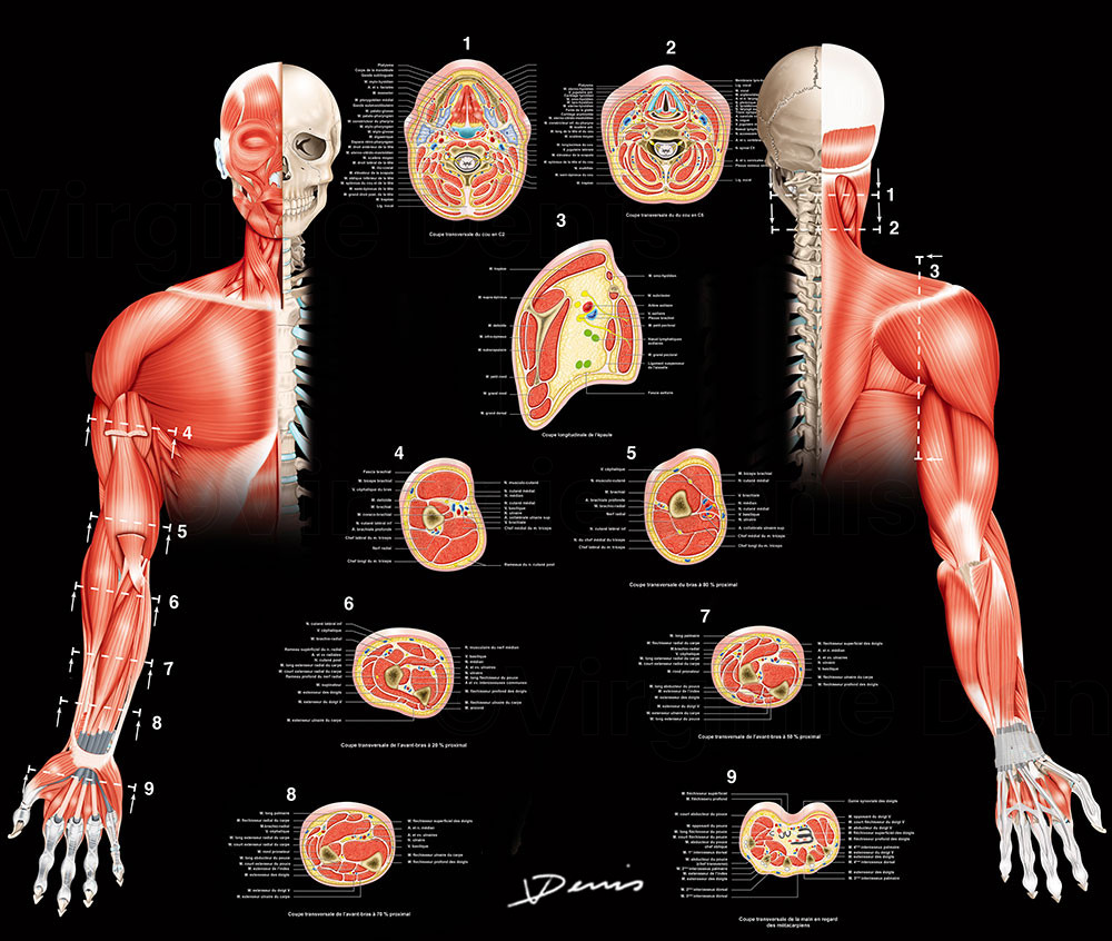 Illustration médicale - Poster anatomique