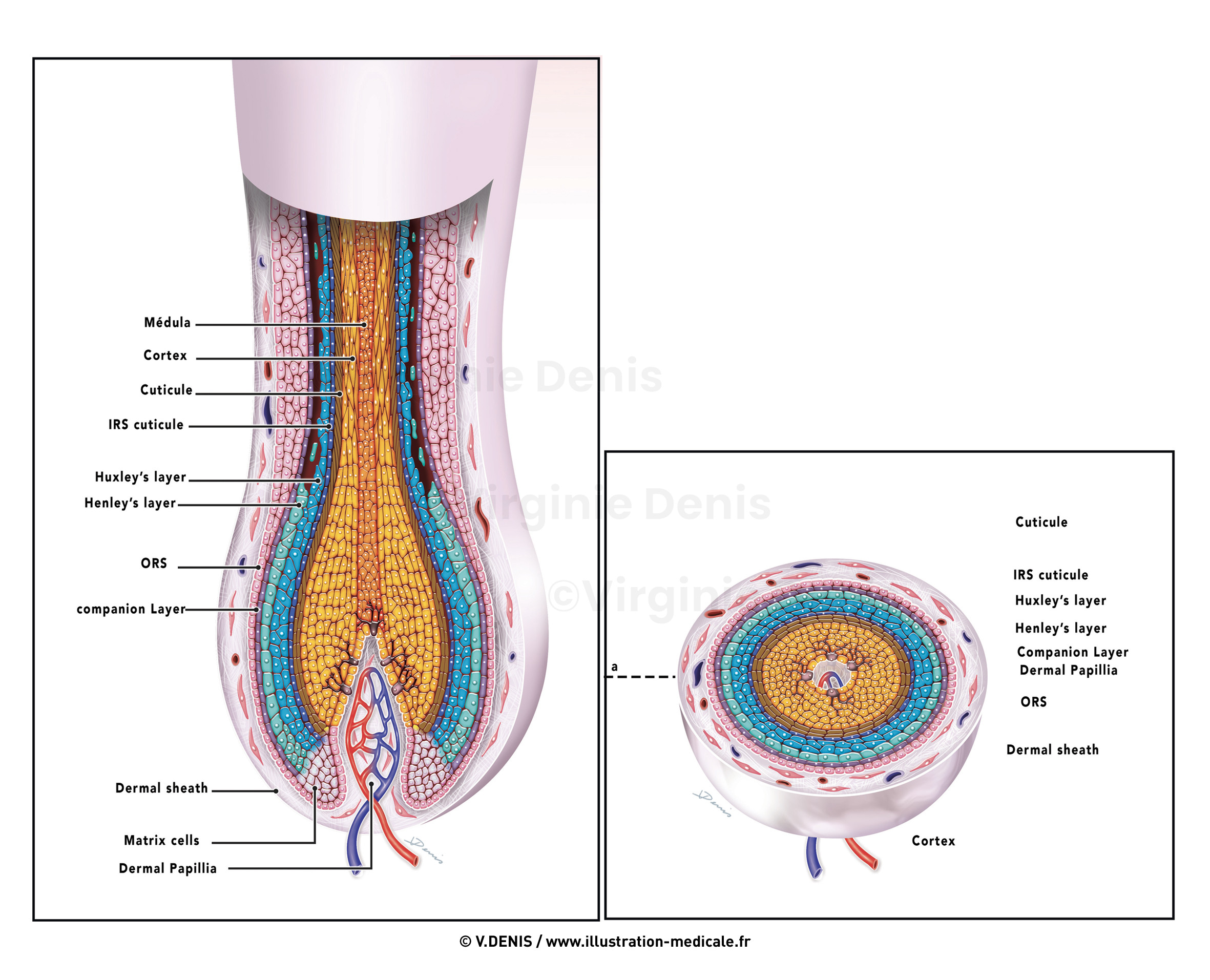 illustration médicale : Le follicule pileux- coupe transversale et longitudinale du follicule pileux