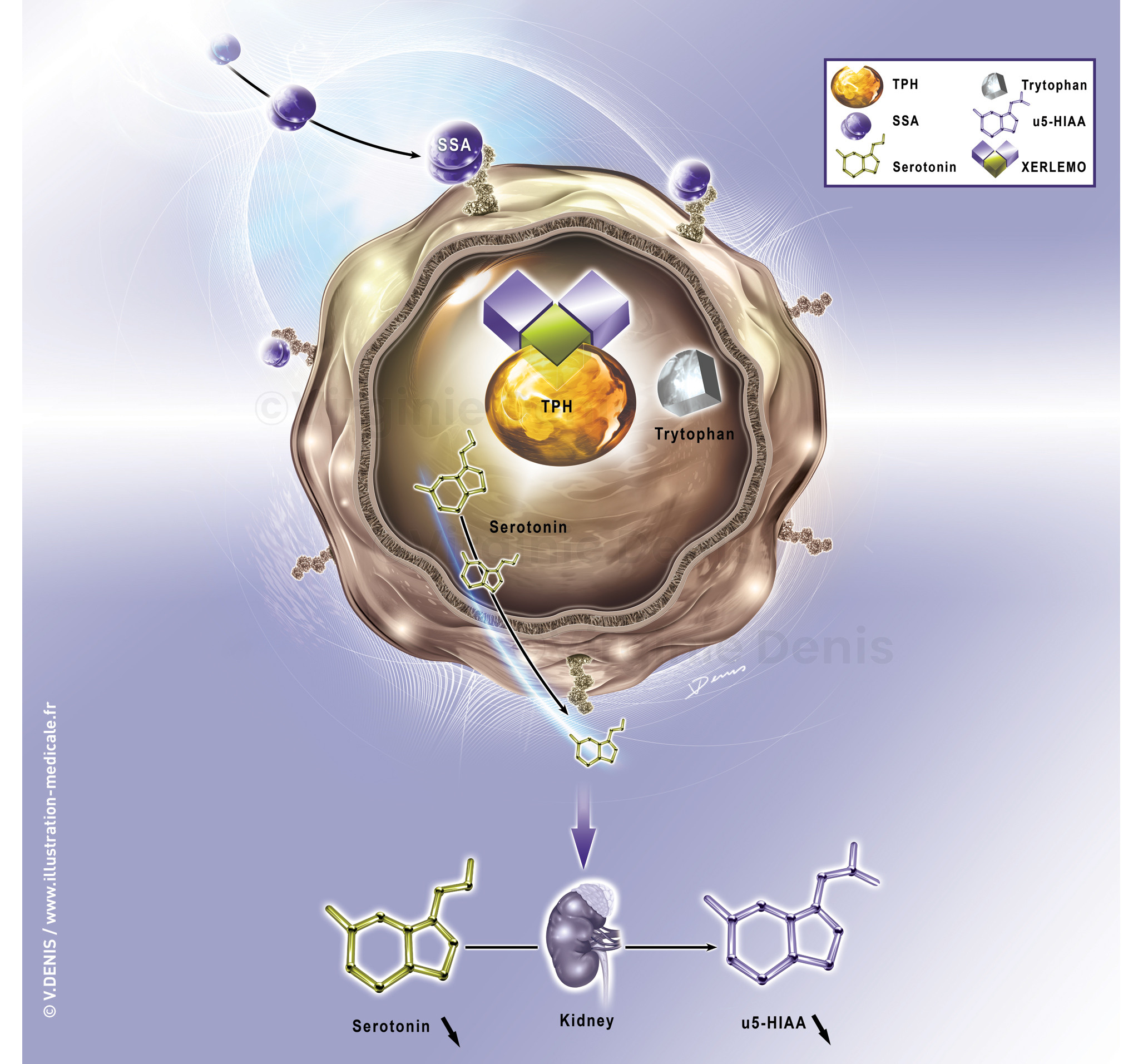 Inhibiteur de la tryptophane hydroxylase