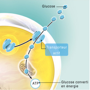 Le diabète - régulation normale de la glycémie Vs hyperglycémie chronique