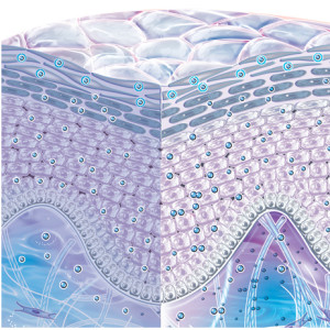 Hydratation de la peau 2