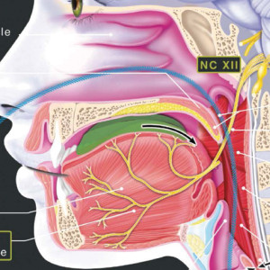 La déglutition - Phase orale - Phase Pharyngée - Phase œsophagienne - Maladie de Charcot