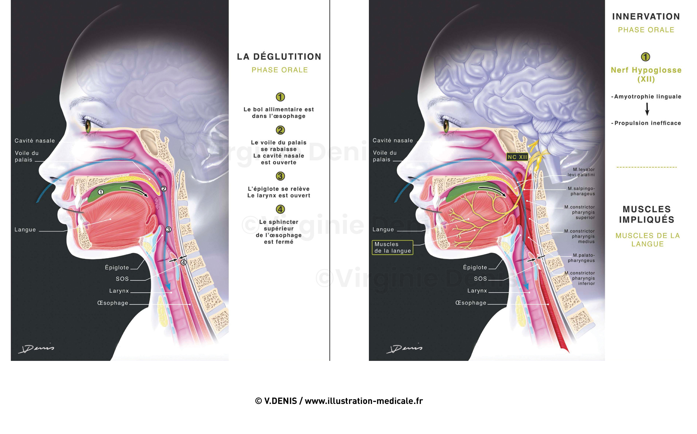 illustration-medicale-new71