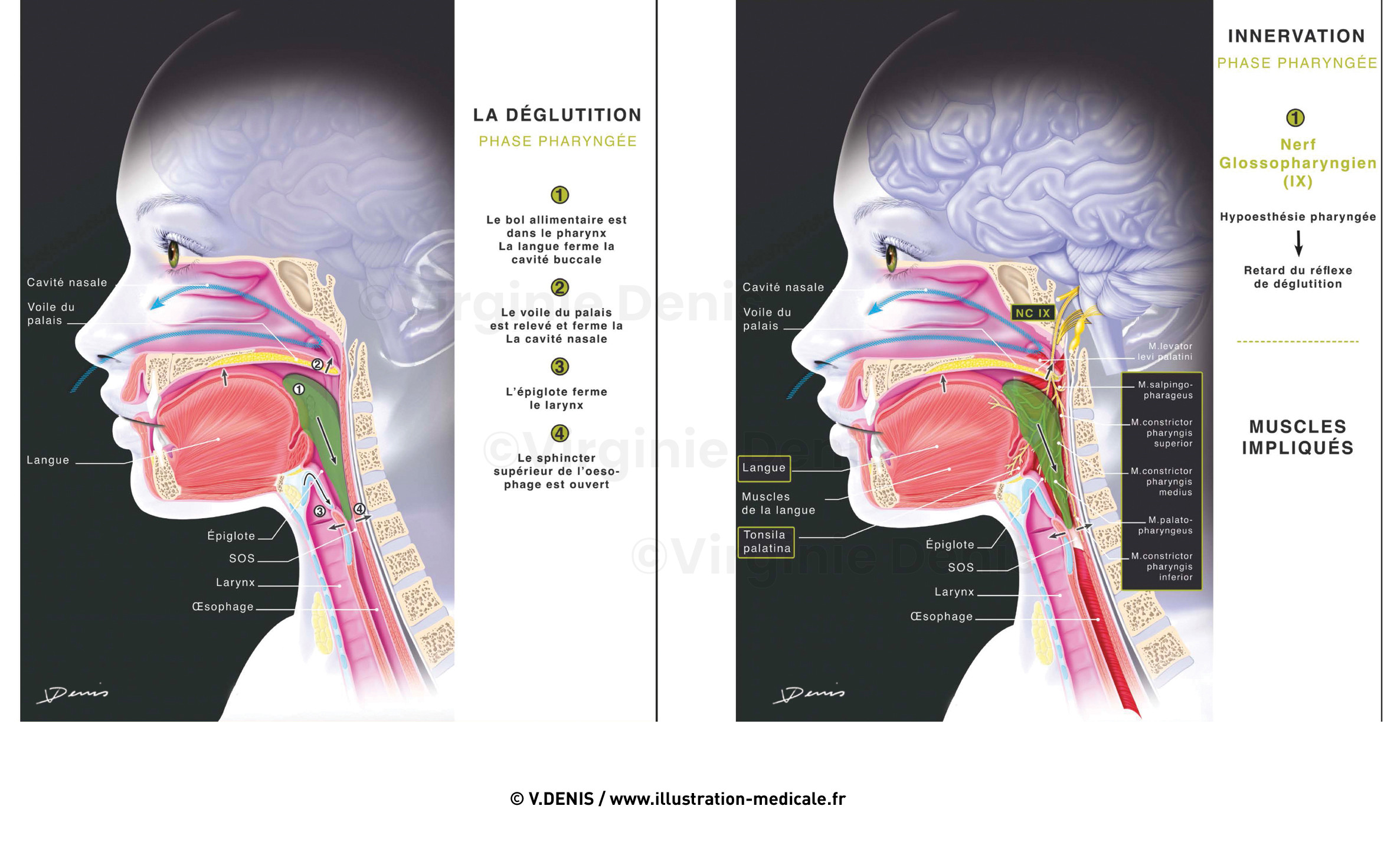 illustration-medicale-new72