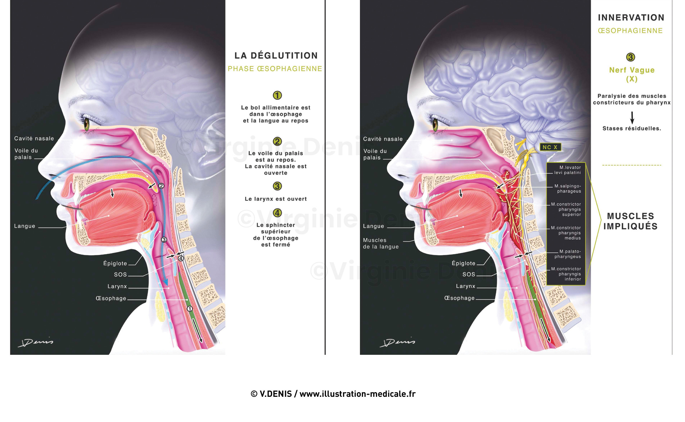 illustration-medicale-new73