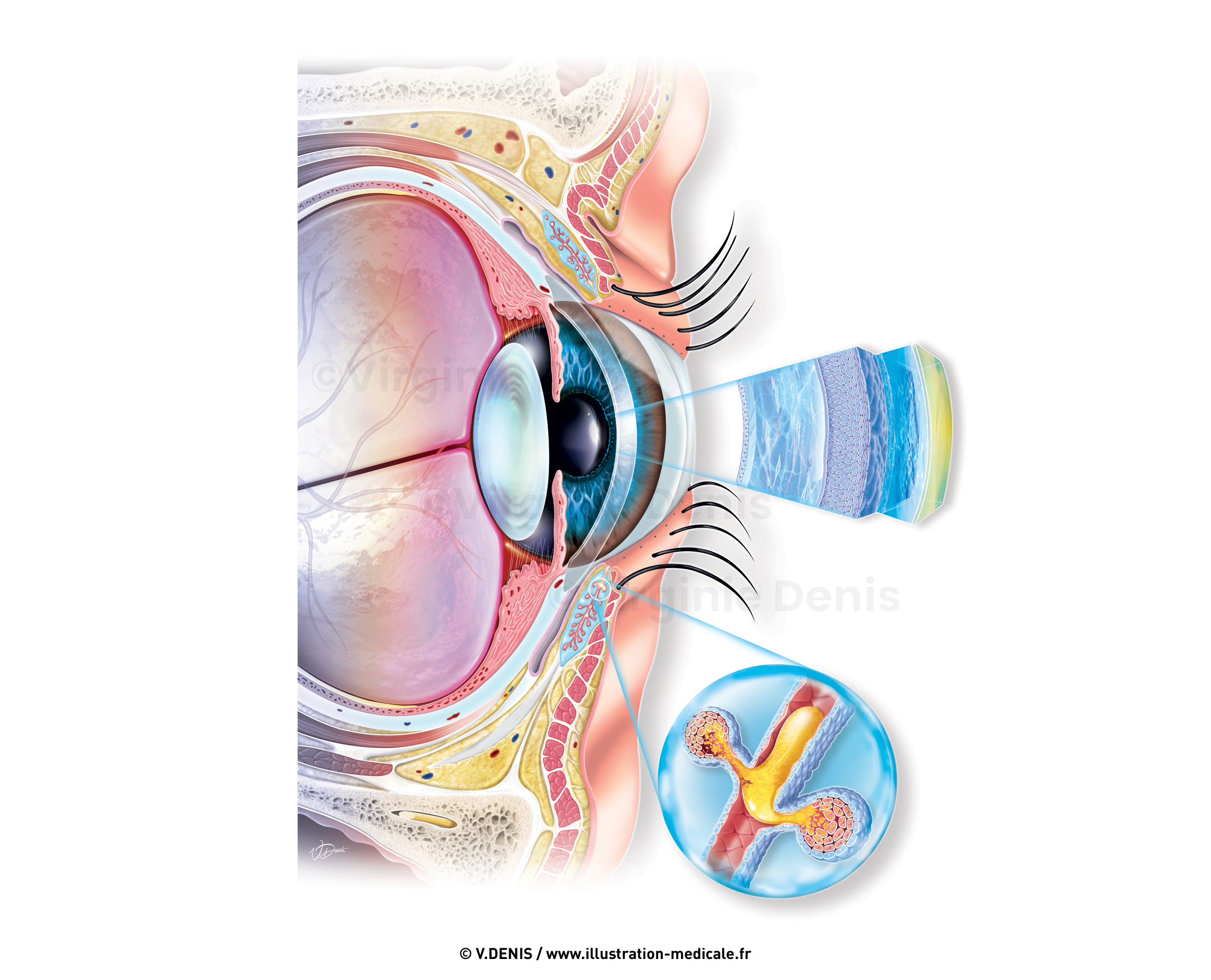 illustration-medicale-new54