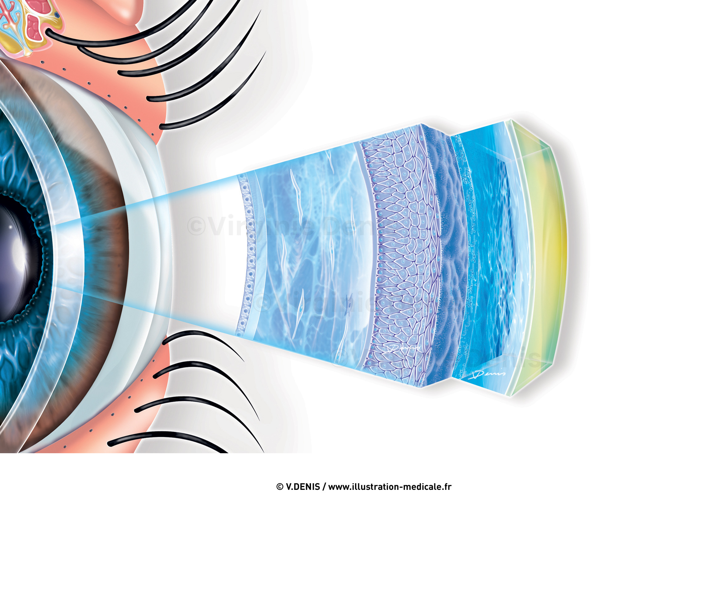 illustration-medicale-new105