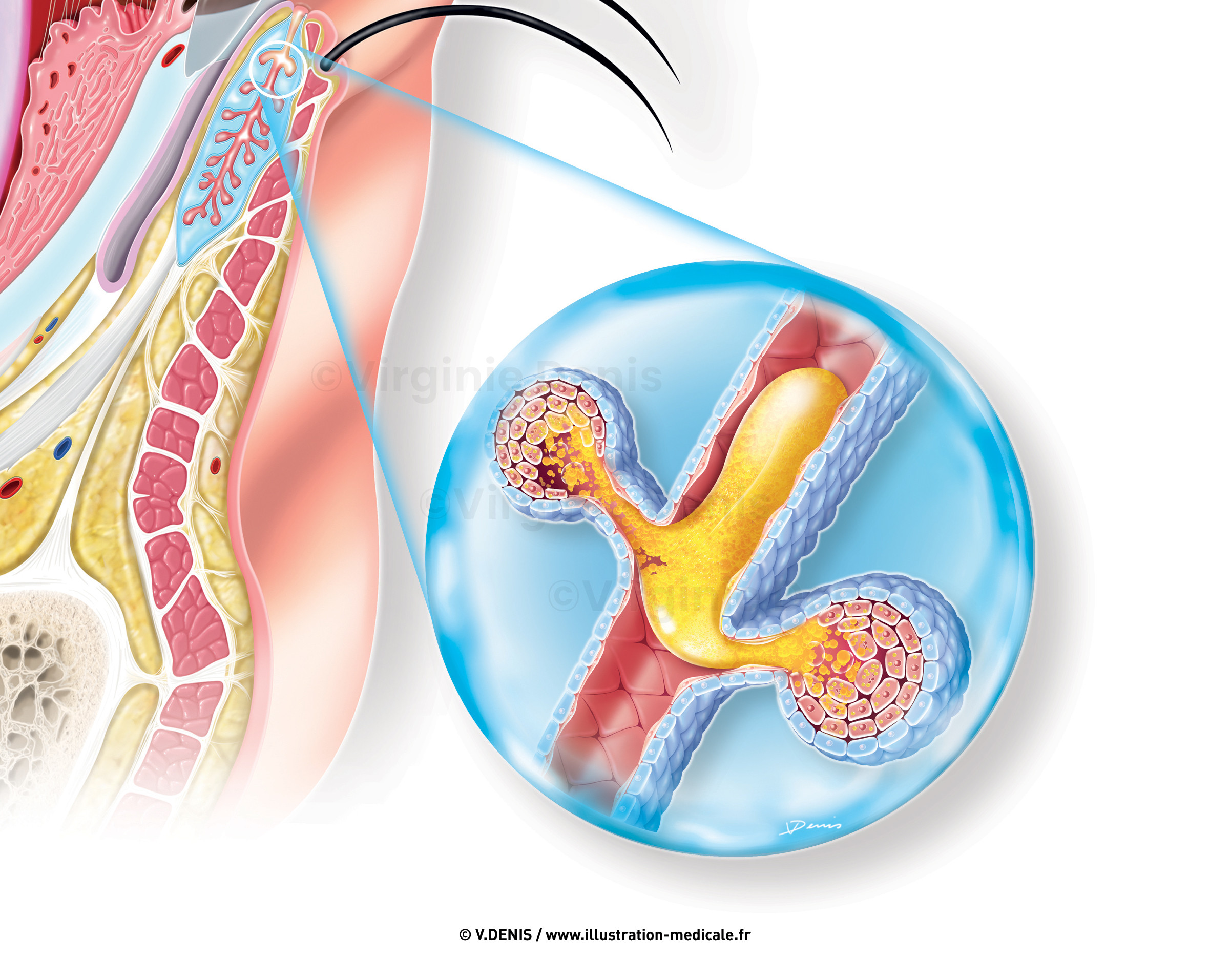 illustration-medicale-new015