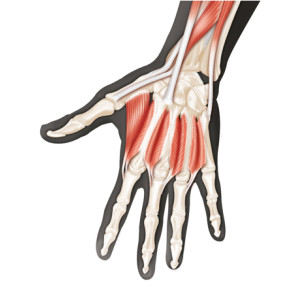 Anatomie des membres supérieurs