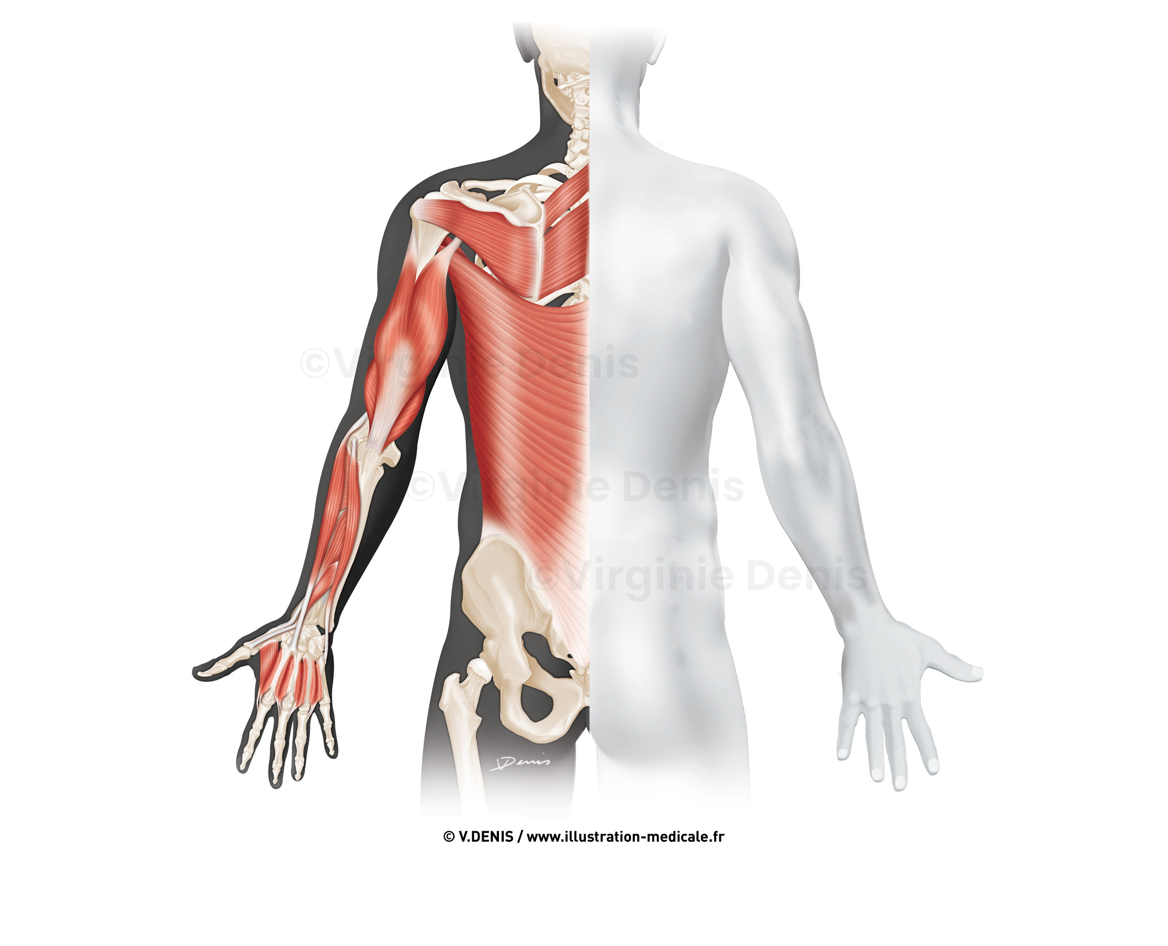 illustration-medicale-new56