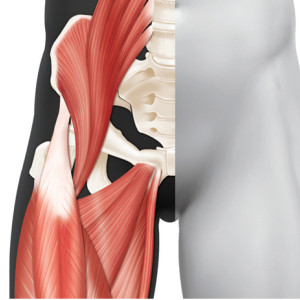 Anatomie des membres inférieurs