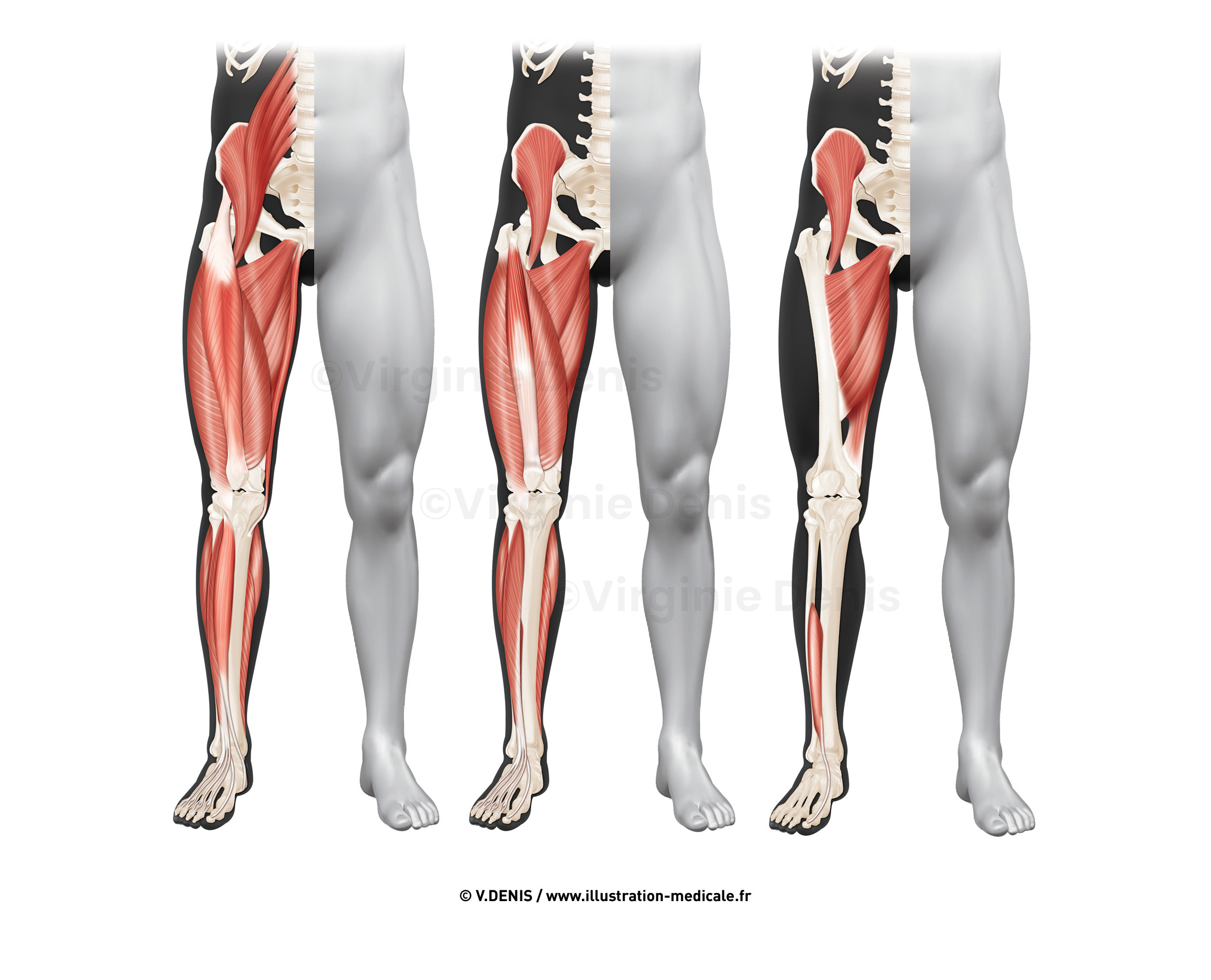 illustration-medicale-new58