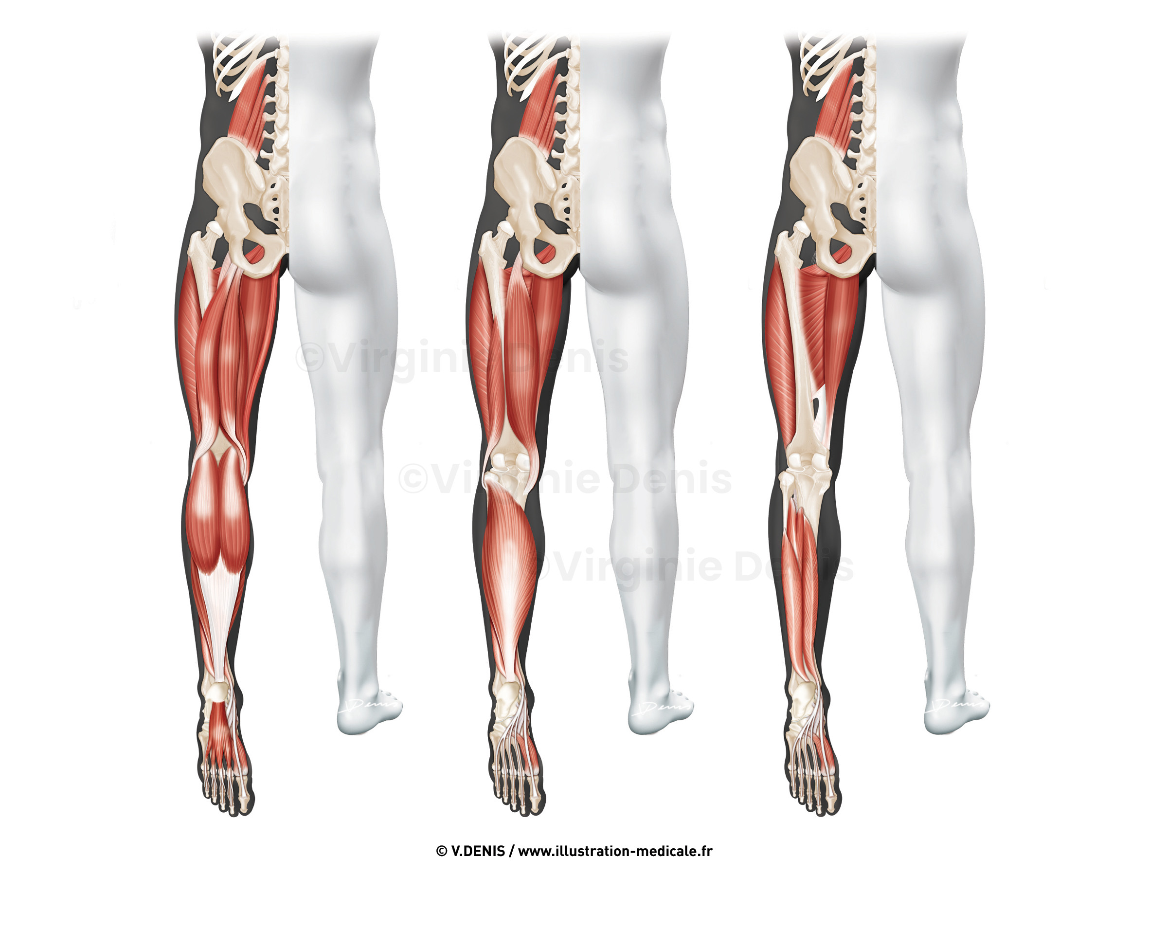 illustration-medicale-new57