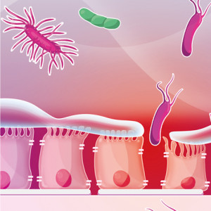 Eubiose et Dysbiose - Microbiote