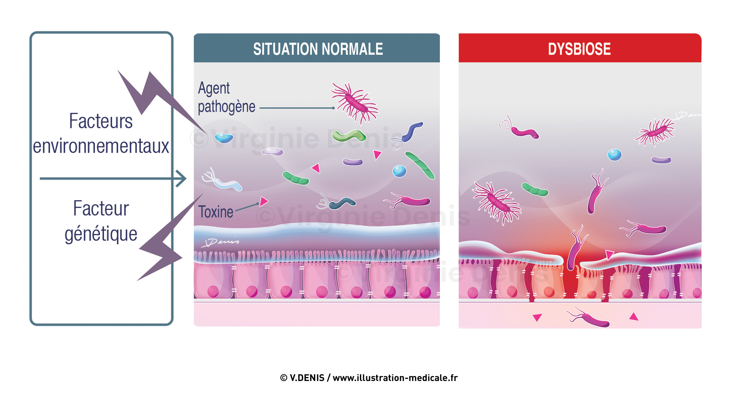 illustration-medicale-new66-copie