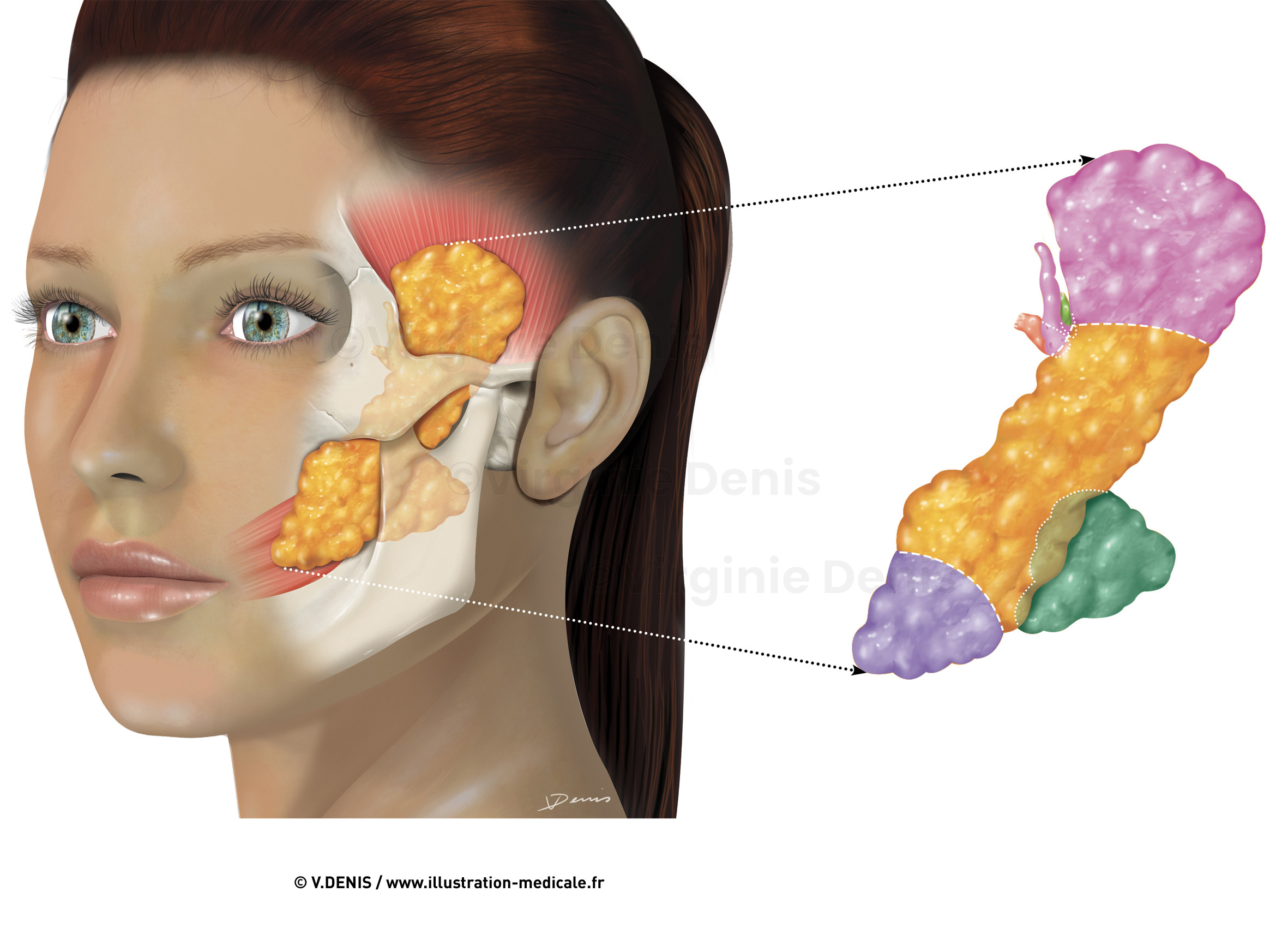 illustration-medicale-new86