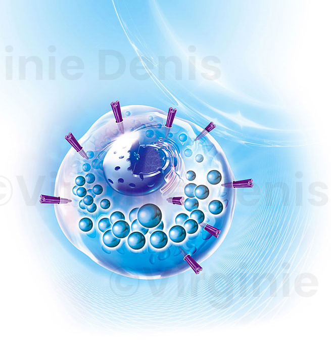 Illustration médicale - cellule immunitaire