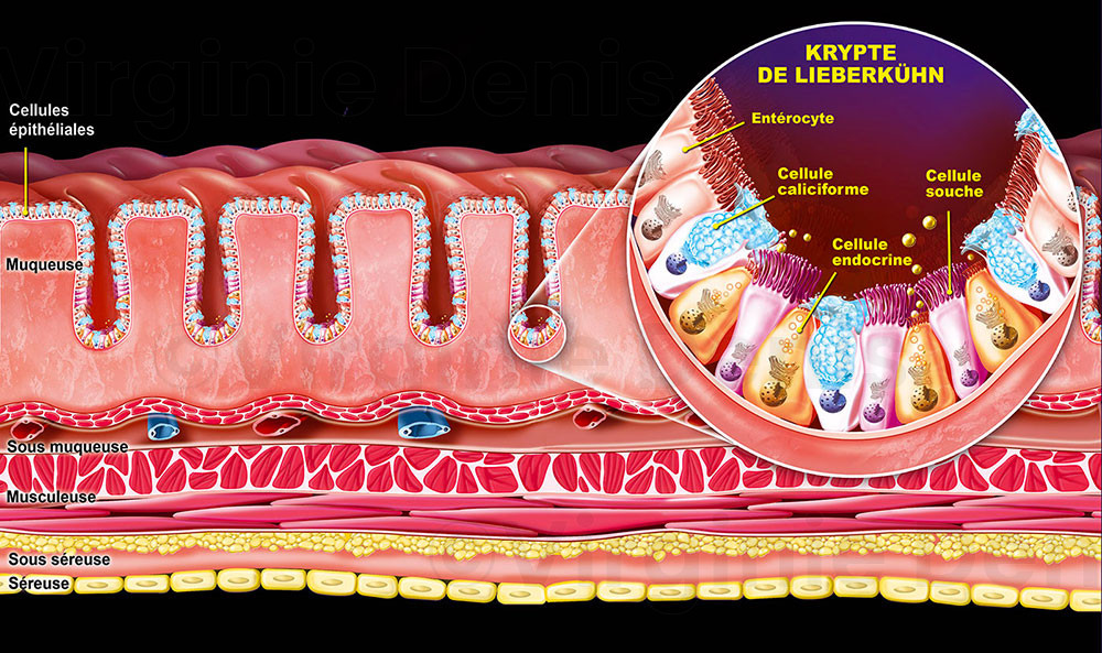 coupe histologique de la muqueuse du côlon