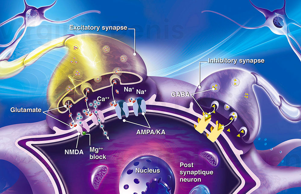 Illustration medicale connexion synaptique