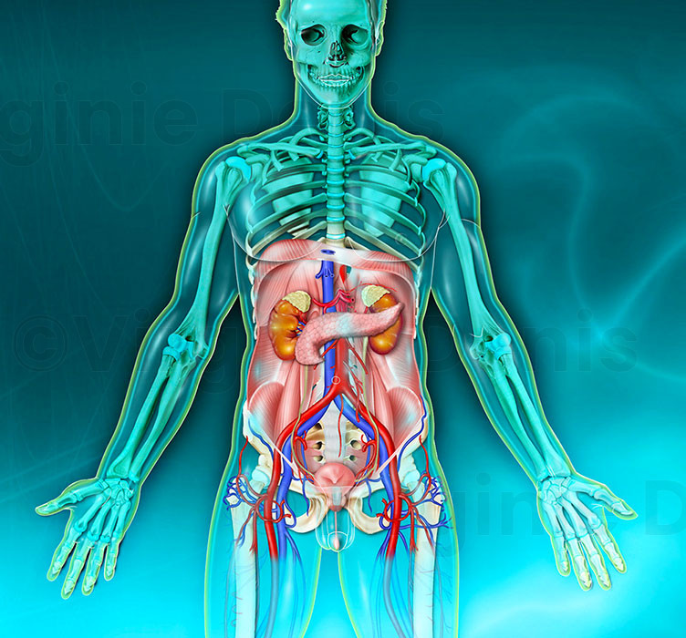 Anatomie du corps humain appareil uro-génital de l'homme - illustration médicale