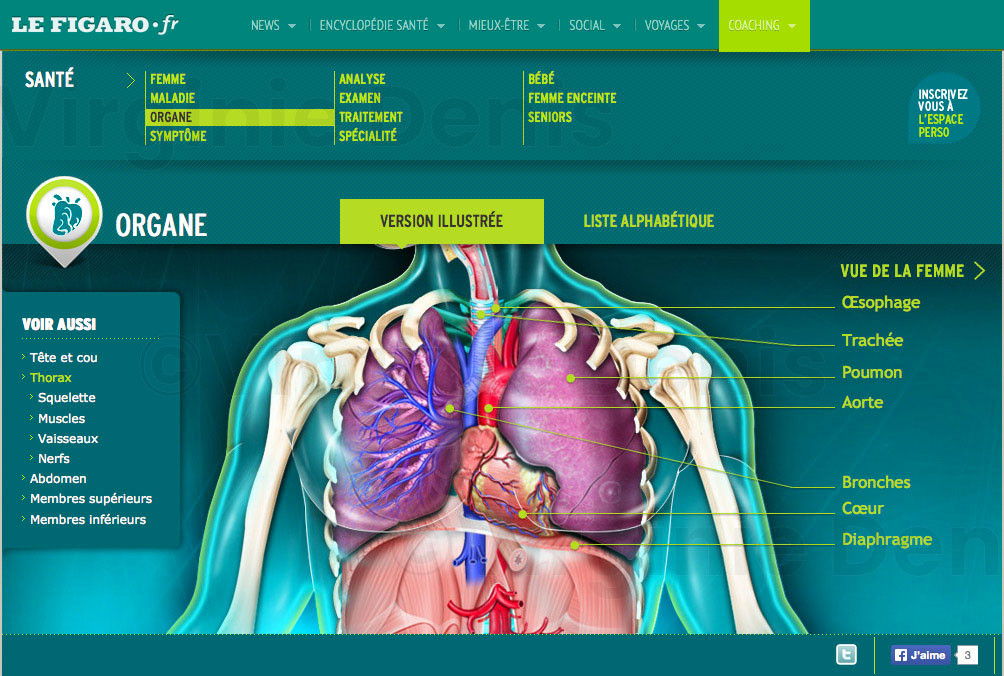 anatomie système cardio-pulmonaire