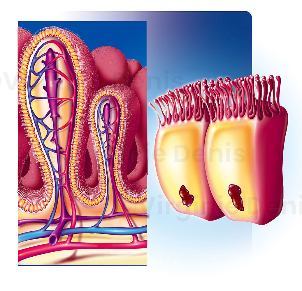illustration médicale : villosités intestinales