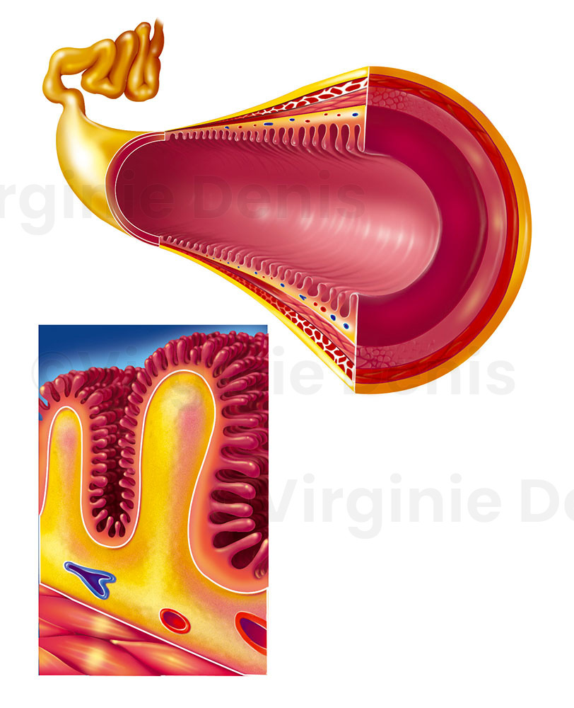 illustration médicale : coupe de l'intestin